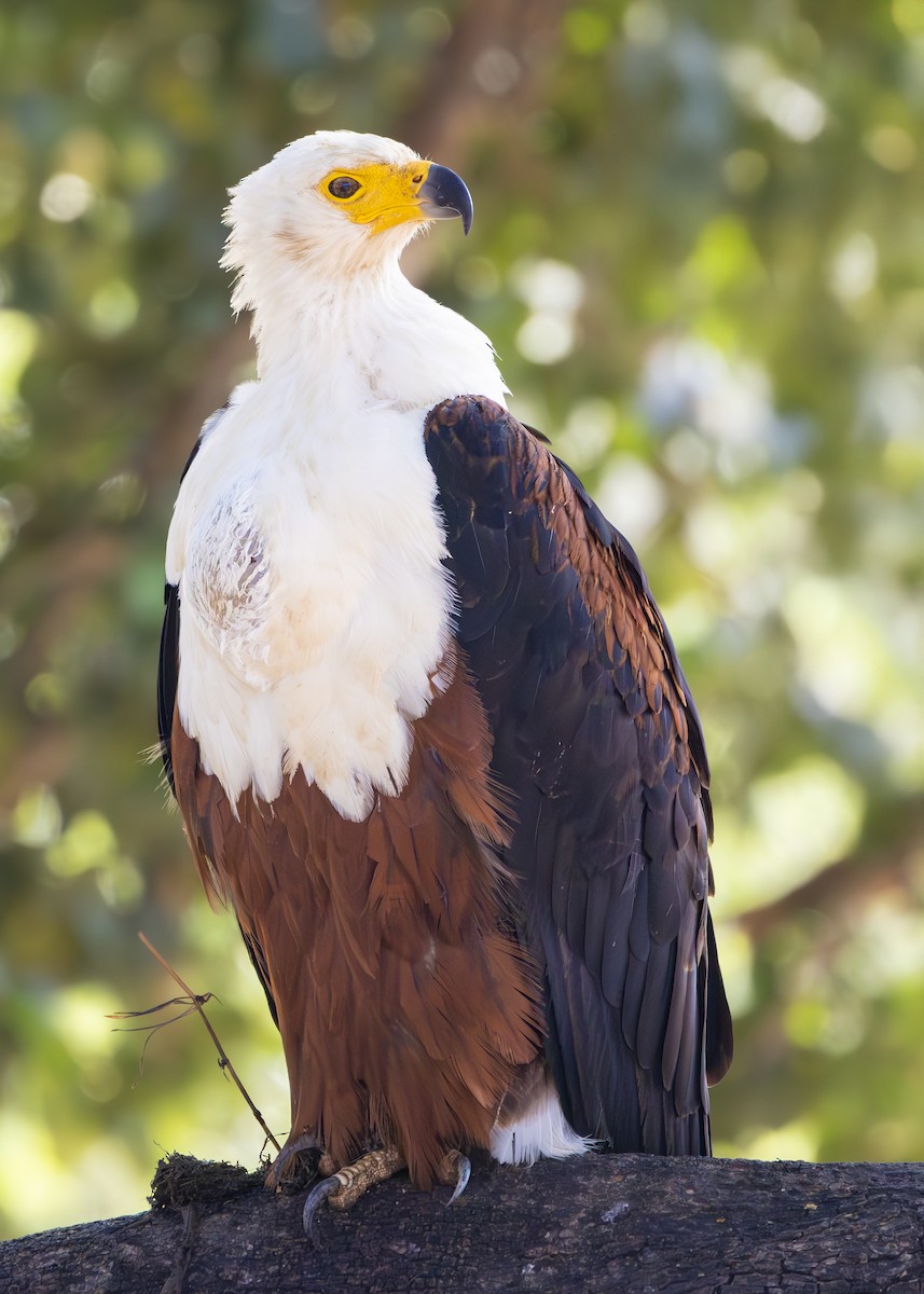 African Fish-Eagle - ML643657574