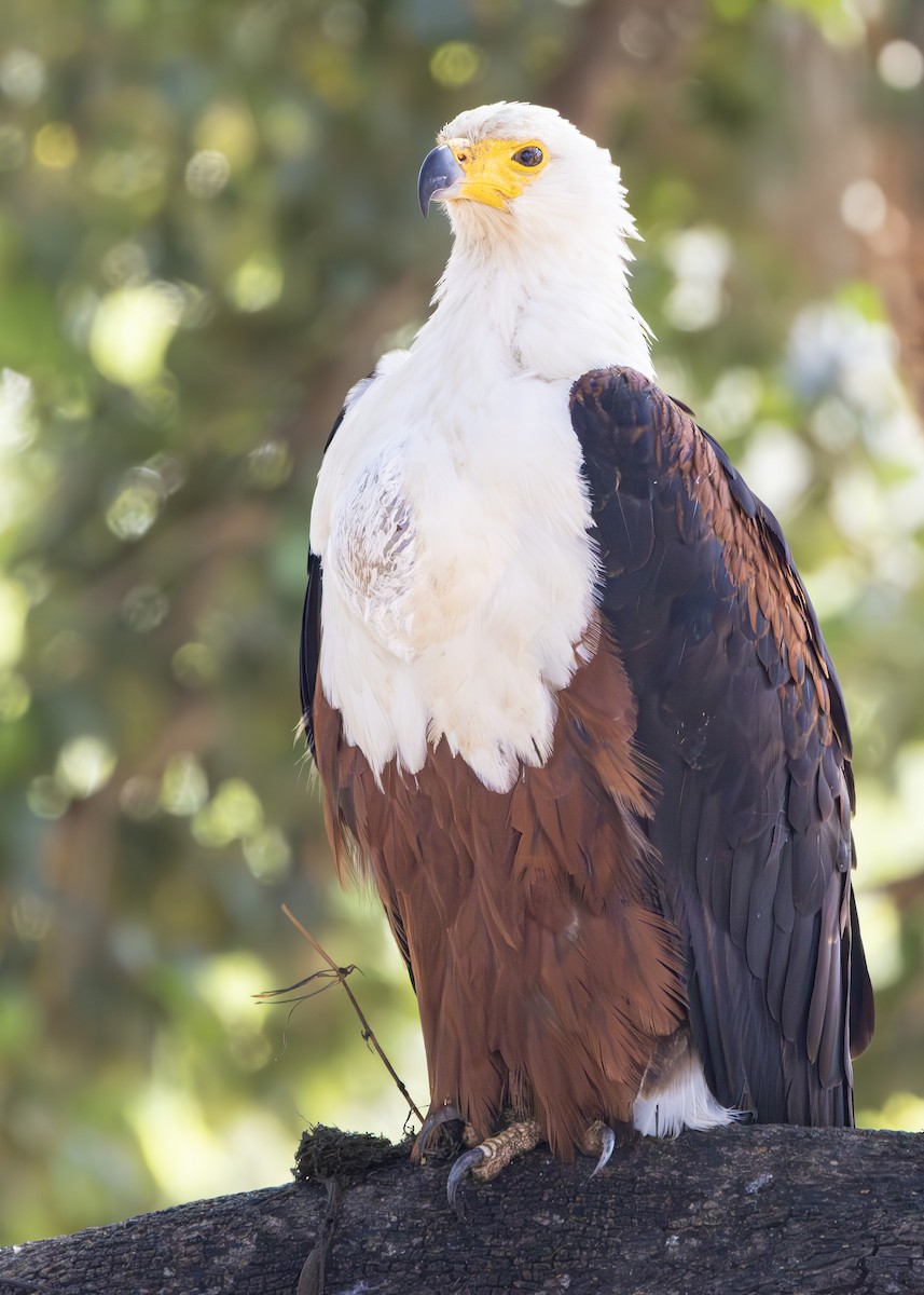 African Fish-Eagle - ML643657575