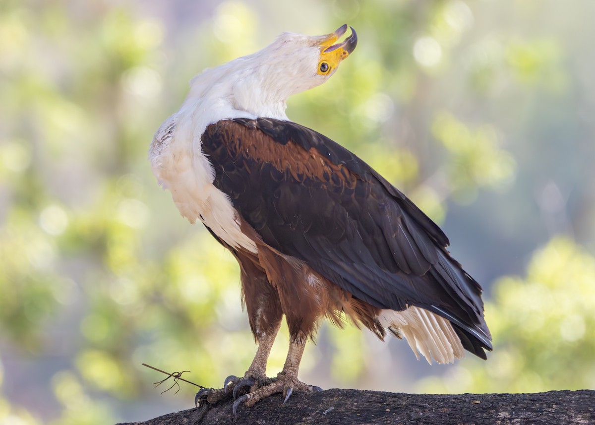 African Fish-Eagle - ML643657577