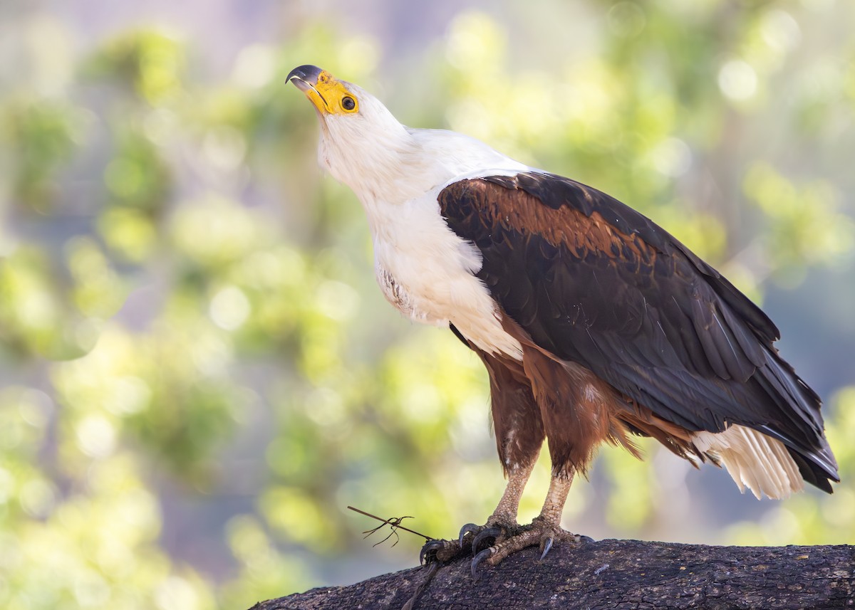 African Fish-Eagle - ML643657578