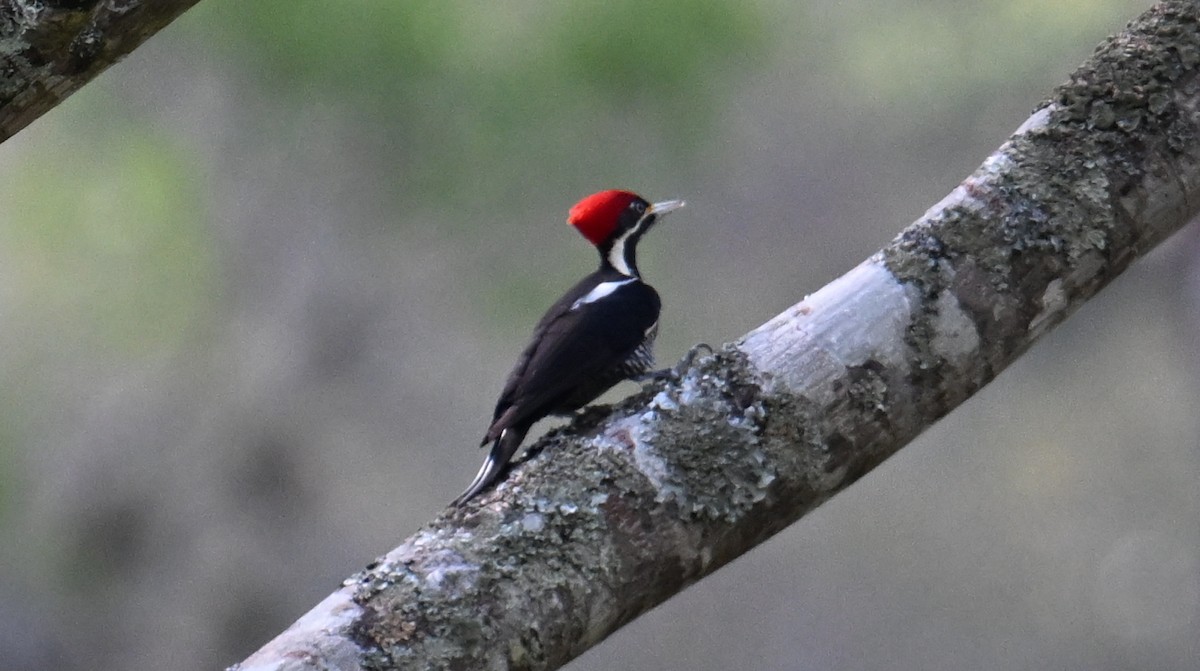 Lineated Woodpecker - ML643657582