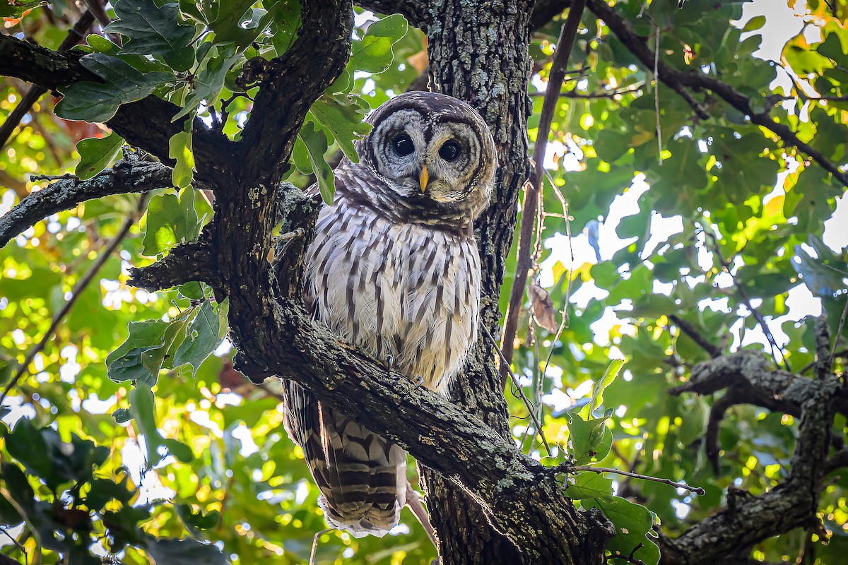 Barred Owl - ML643657598