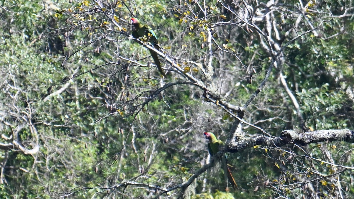 Military Macaw - ML643657600