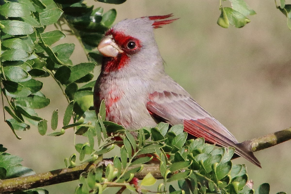 Pyrrhuloxia - ML643657611