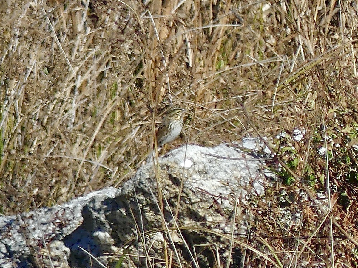 Savannah Sparrow - ML643657616