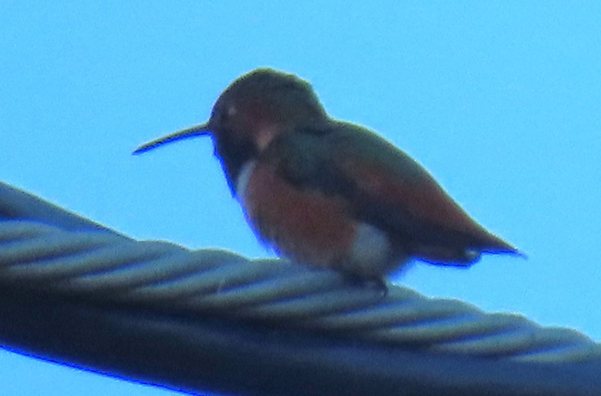 Allen's Hummingbird - ML643657619