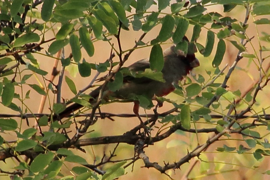 Pyrrhuloxia - ML643657632