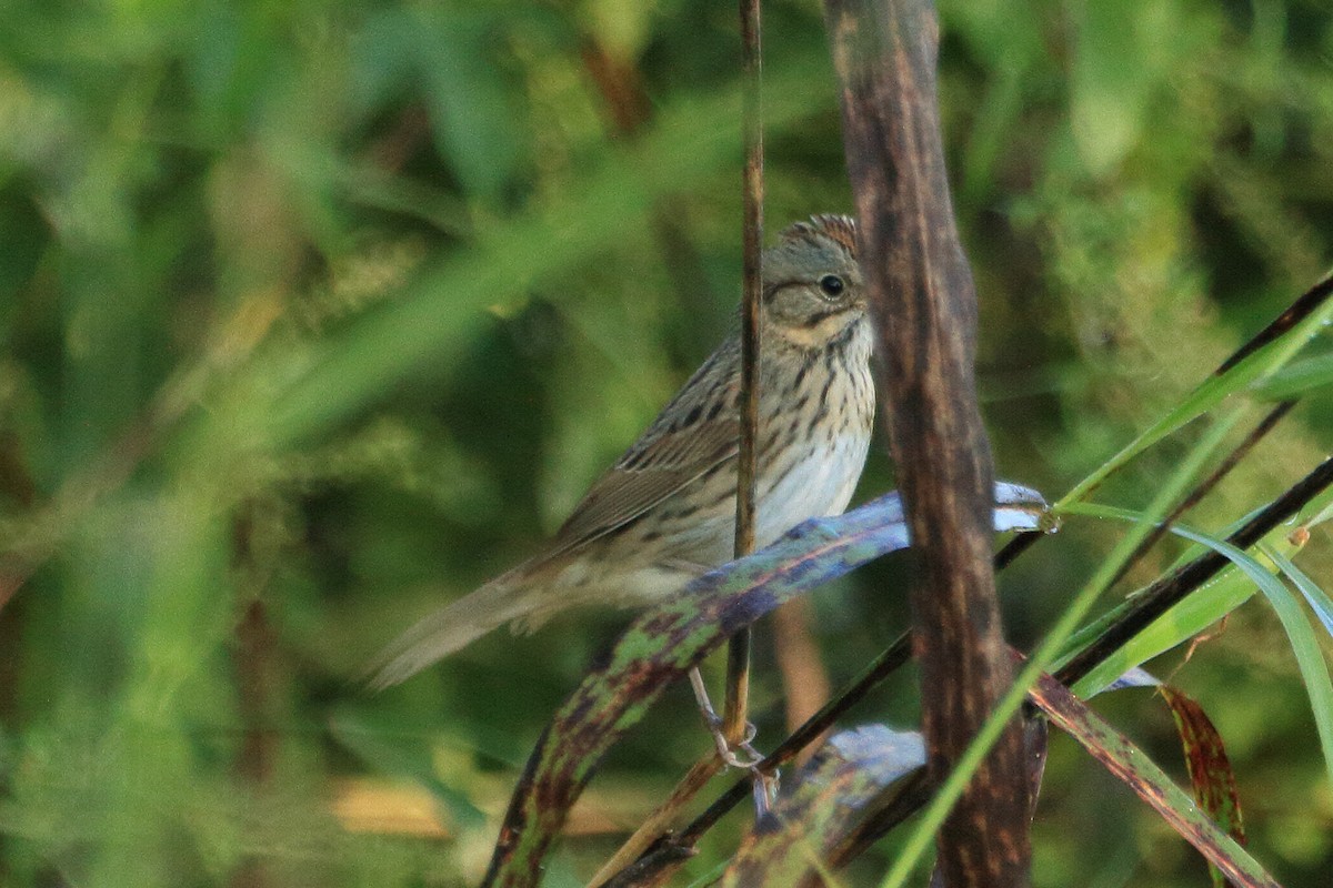 Lincoln's Sparrow - ML643657633