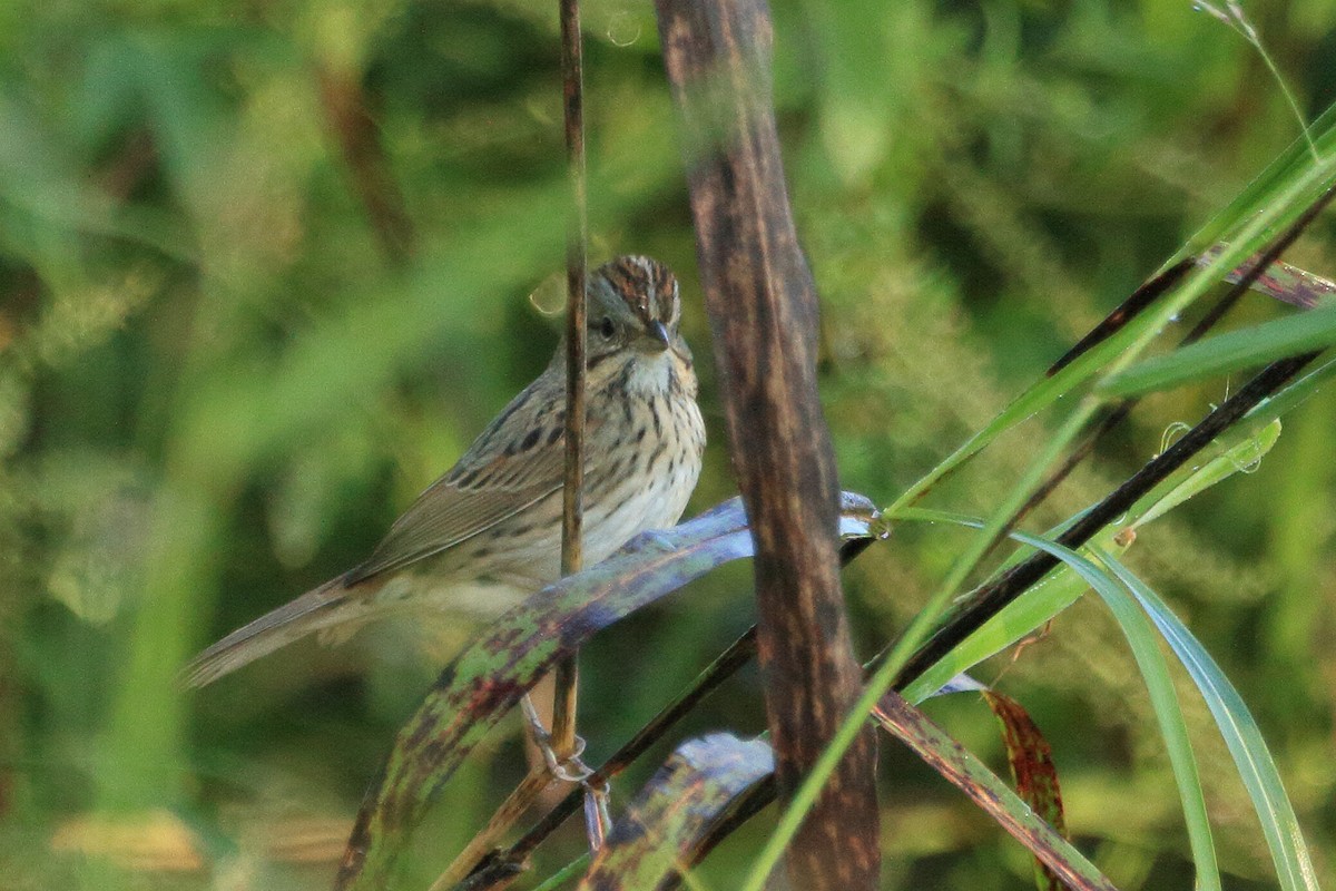 Lincoln's Sparrow - ML643657634