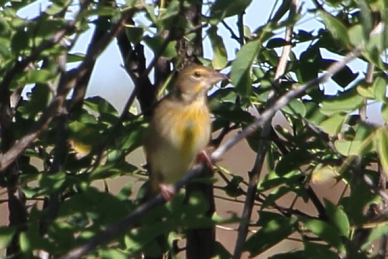 Dickcissel - ML643657649