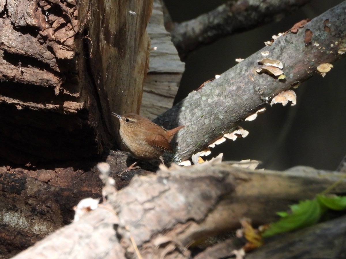 Winter Wren - ML643657660