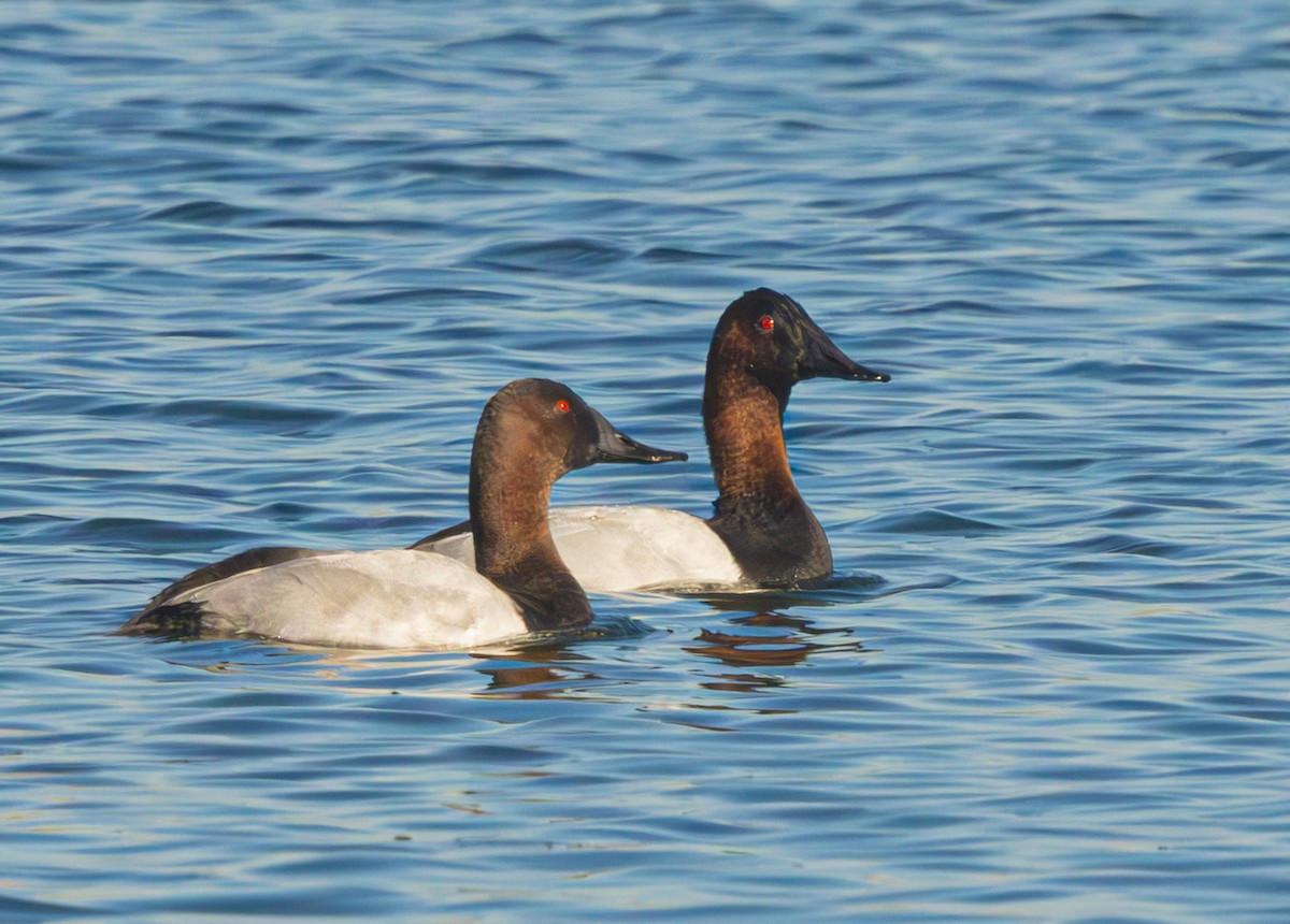 Canvasback - ML643657667