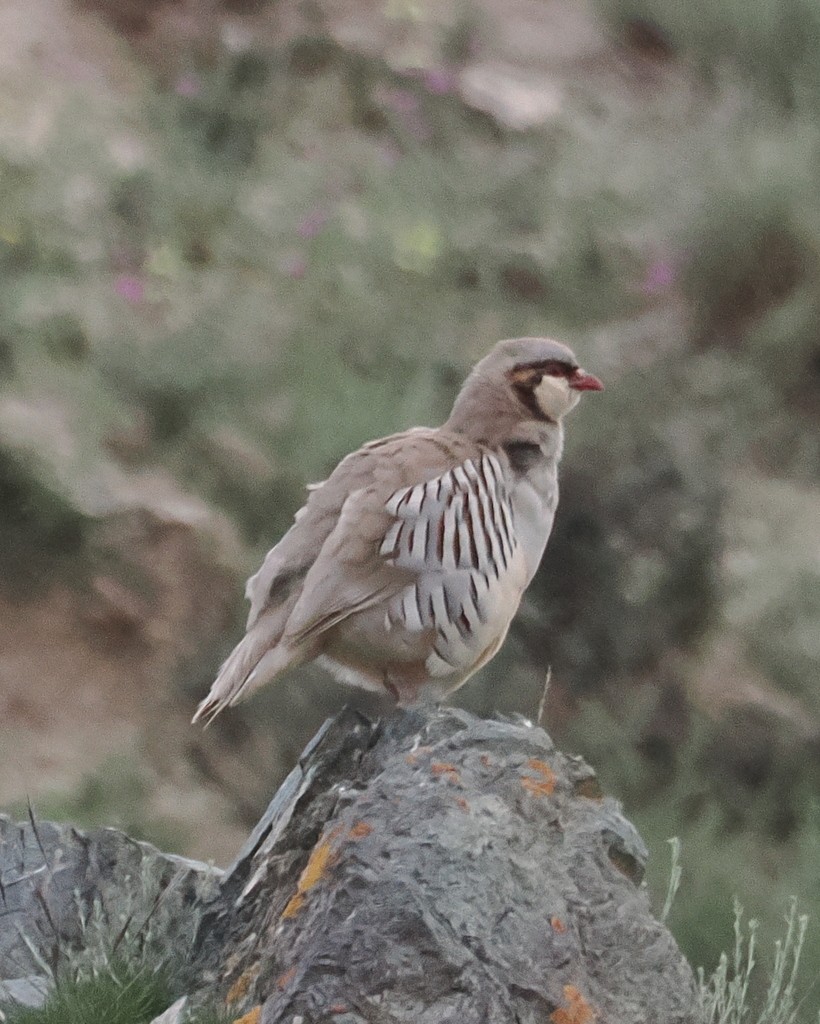 orebice čínská - ML643657672