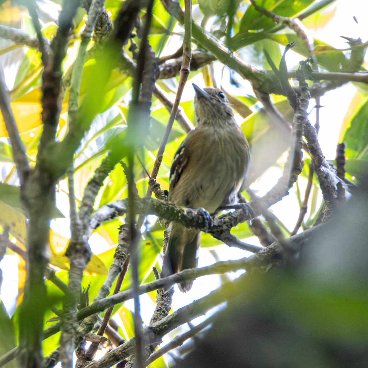 Northern Slaty-Antshrike - ML643657674