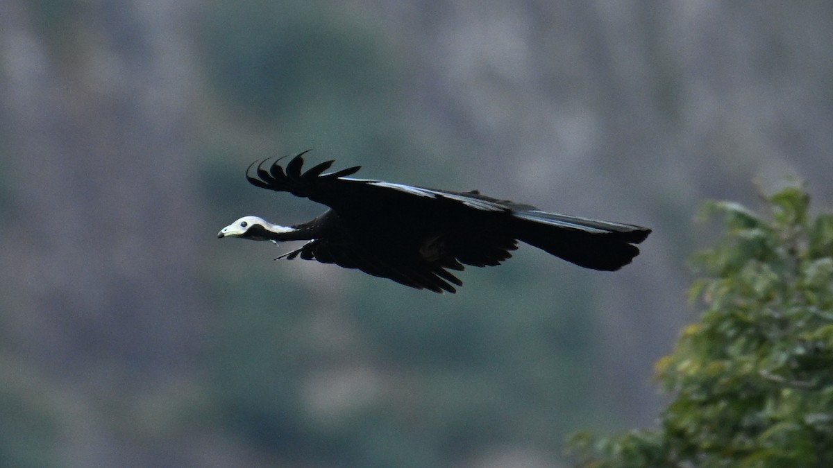 White-throated Piping-Guan - ML643657677