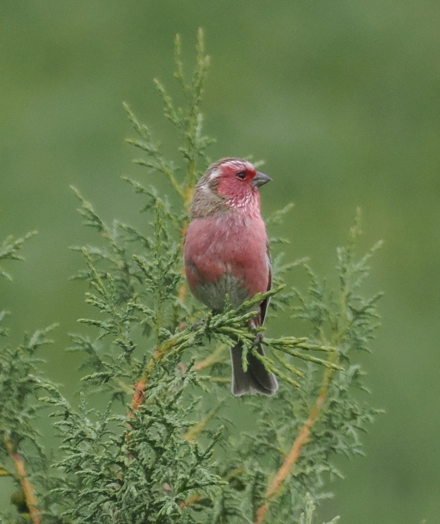 Chinese White-browed Rosefinch - ML643657680