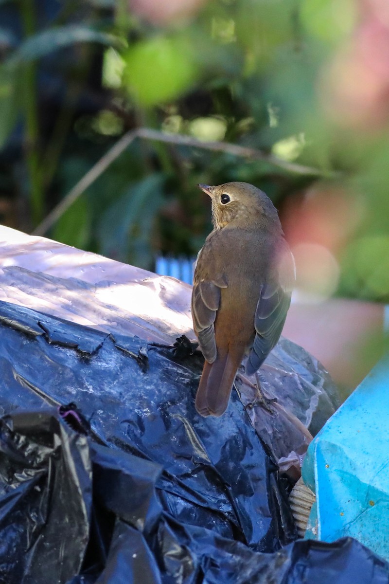 Tordo di Pallas - ML643657686