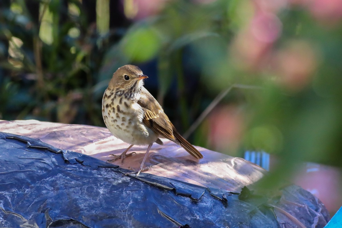 Tordo di Pallas - ML643657687