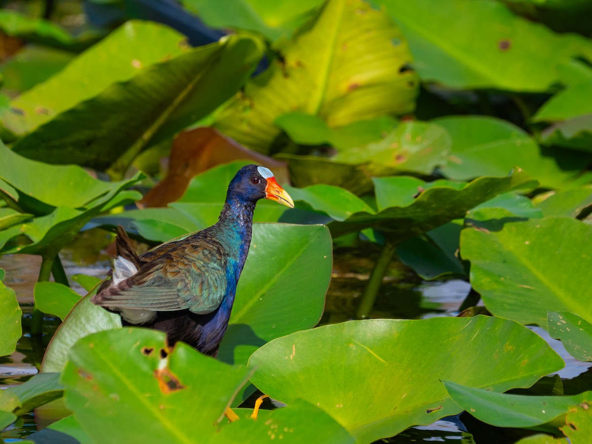 Zwergsultanshuhn - ML643657699