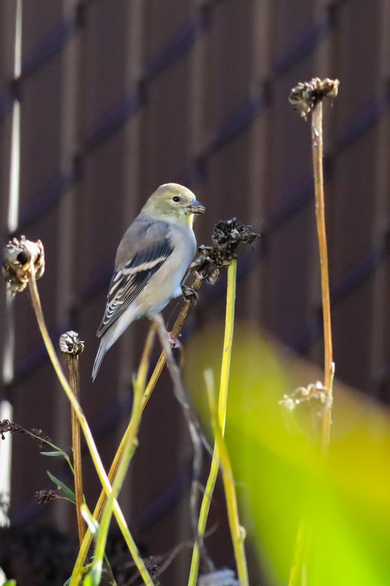 American Goldfinch - ML643657700