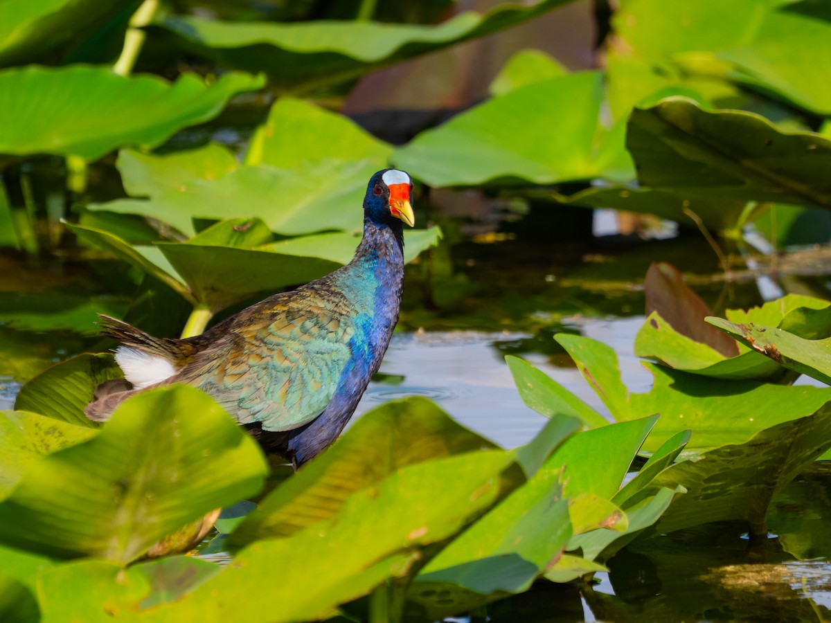 Zwergsultanshuhn - ML643657701