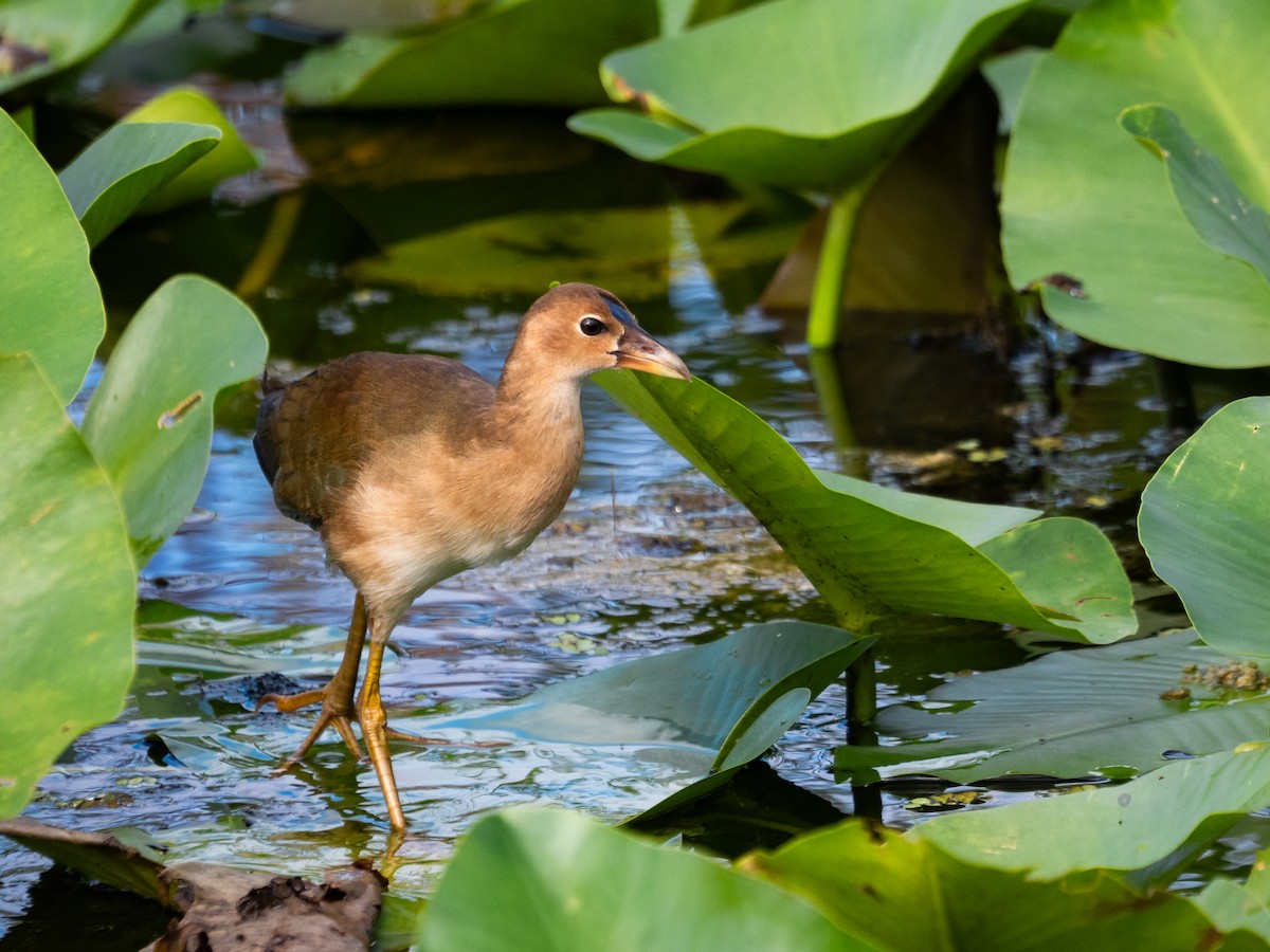 Zwergsultanshuhn - ML643657702