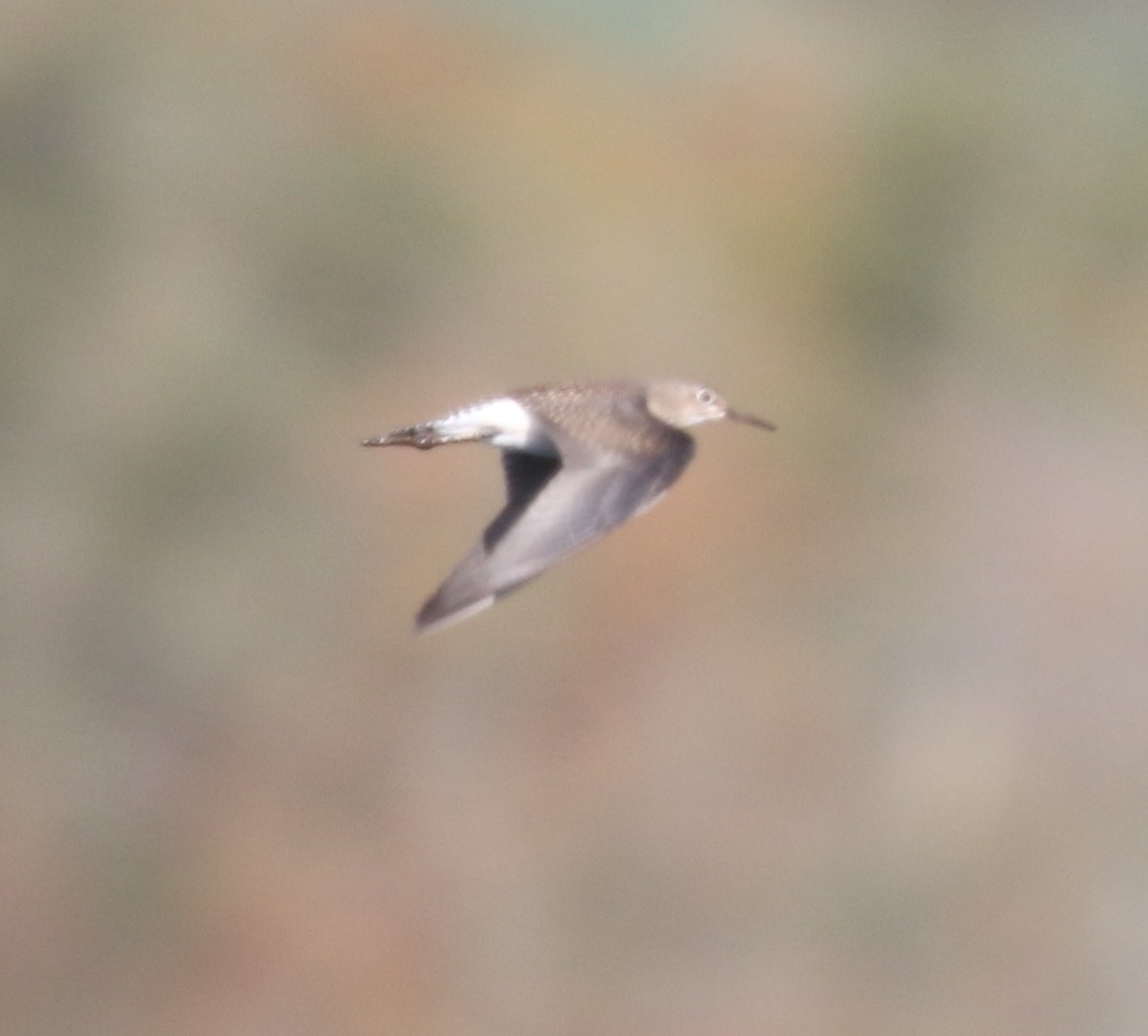 Solitary Sandpiper - ML643657703