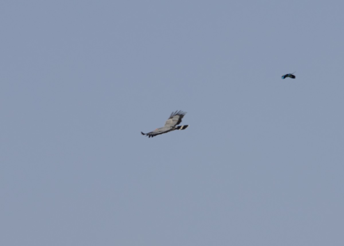 African Harrier-Hawk - ML643657709