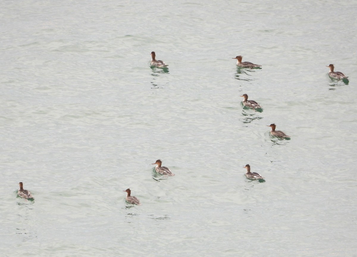 Red-breasted Merganser - ML643657721