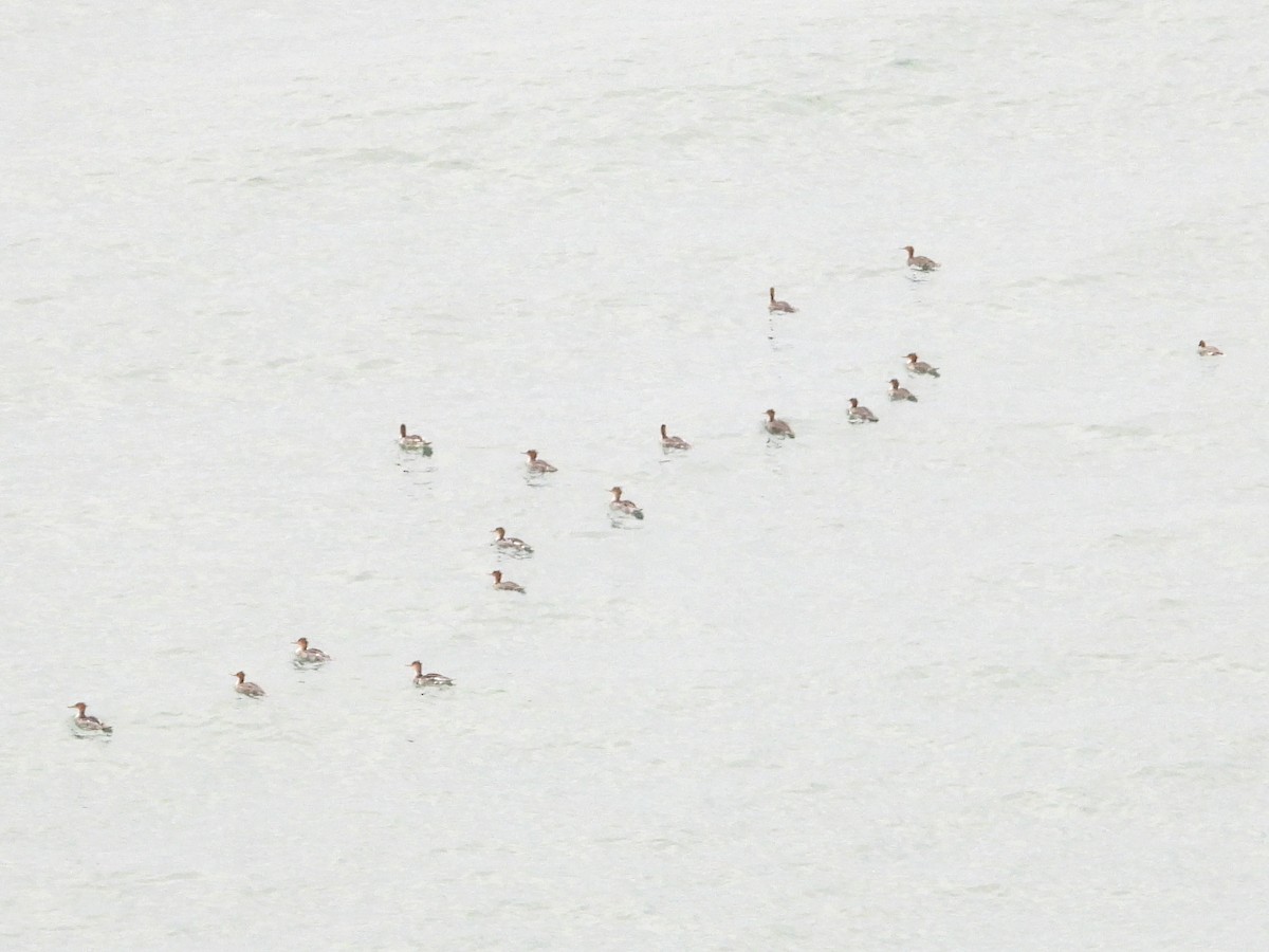 Red-breasted Merganser - ML643657723