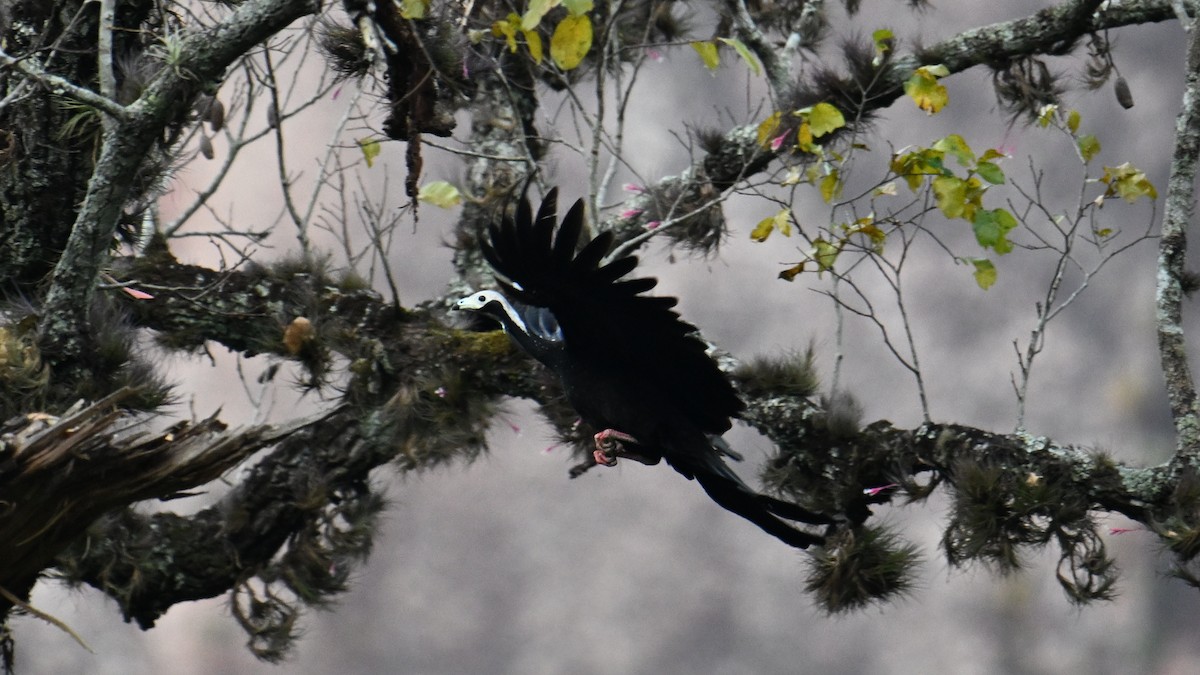 White-throated Piping-Guan - ML643657732