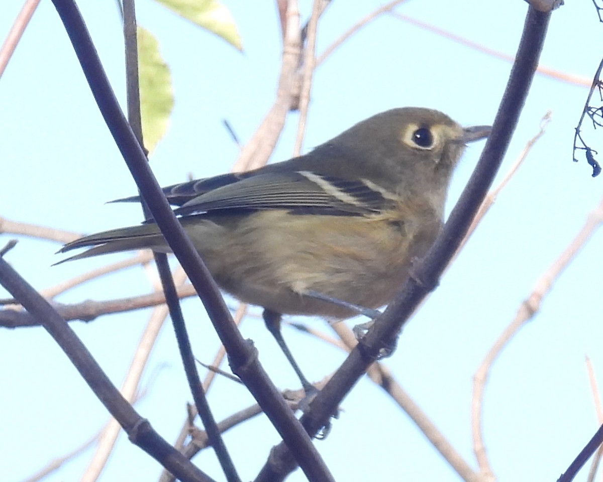 Hutton's Vireo (Pacific) - ML643657745