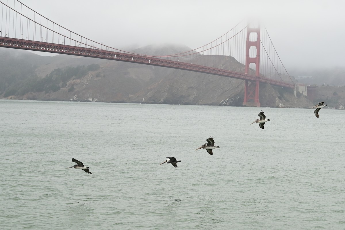 pelikán hnědý - ML643657747