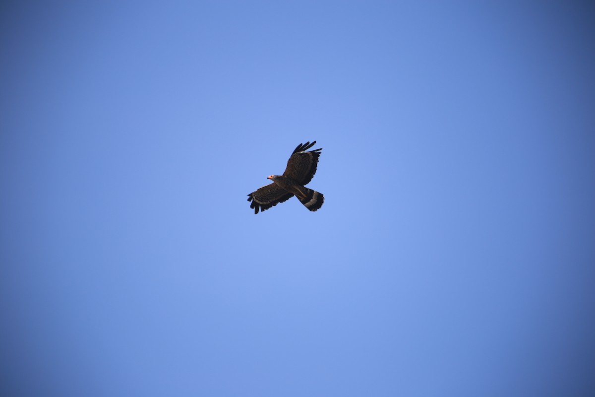 African Harrier-Hawk - ML643657749