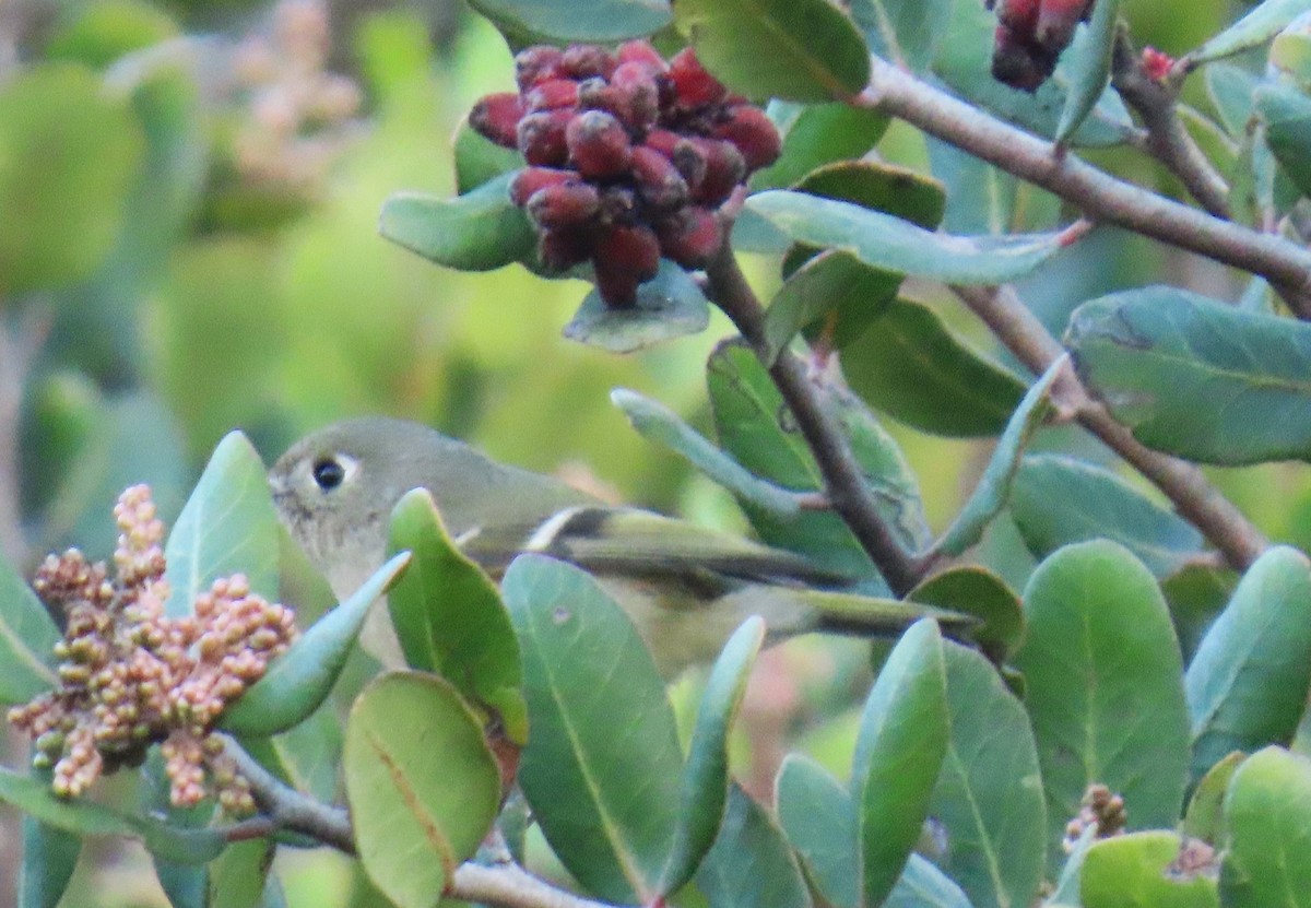 Ruby-crowned Kinglet - ML643657757