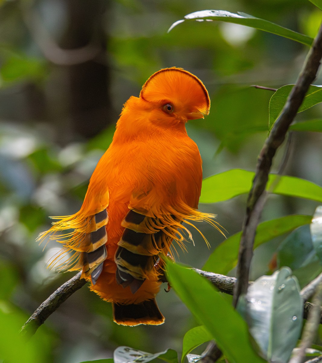 Guianan Cock-of-the-rock - ML643657758