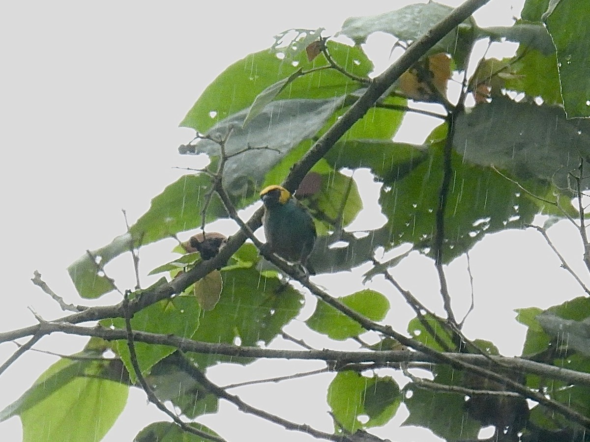 Saffron-crowned Tanager - ML643657760