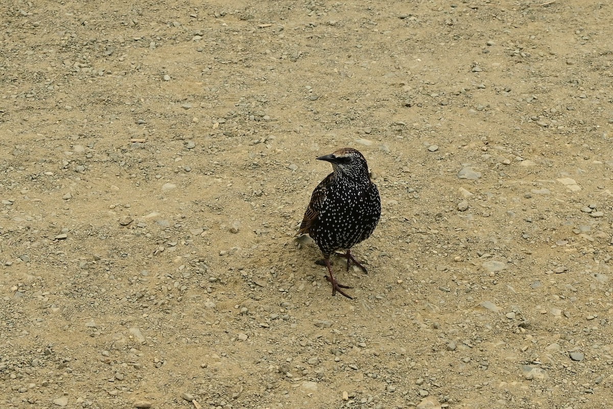 ホシムクドリ - ML643657765
