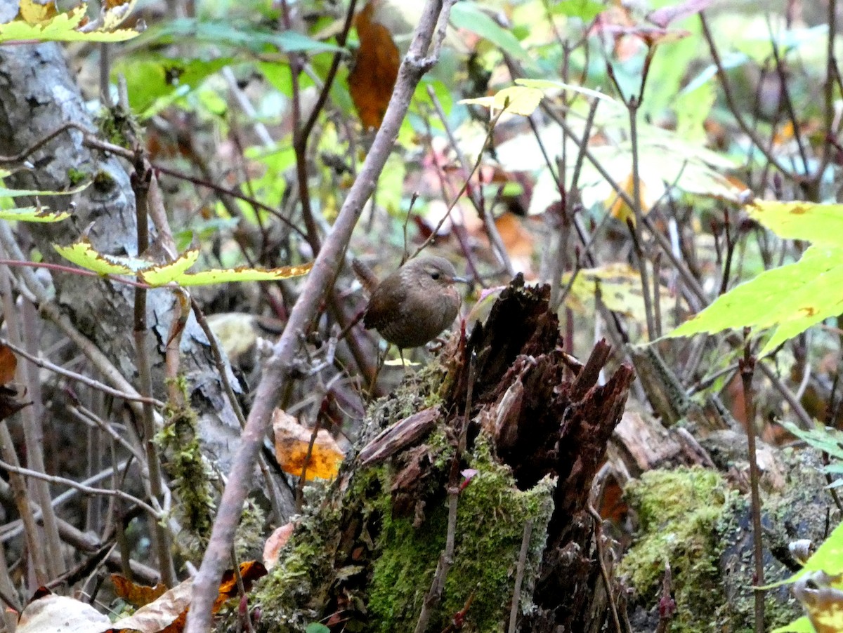 Winter Wren - ML643657792