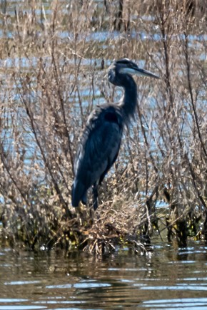 Great Blue Heron - ML643657802