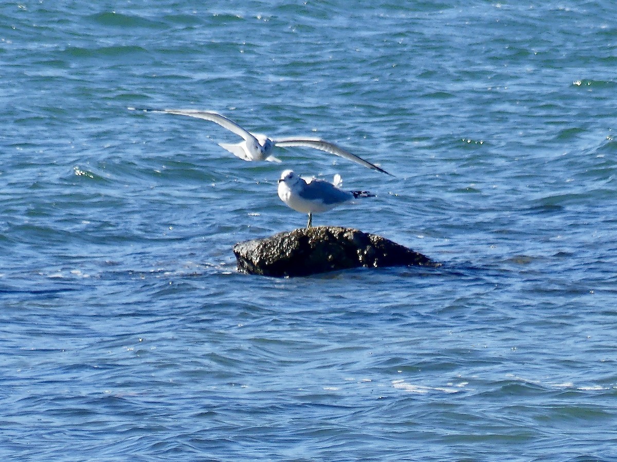 Ring-billed Gull - ML643657809