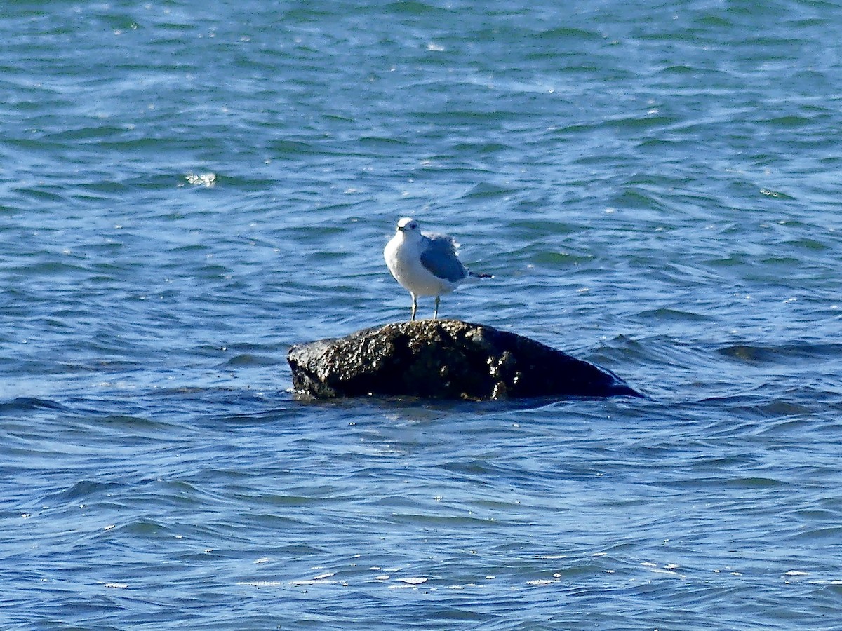 Ring-billed Gull - ML643657810