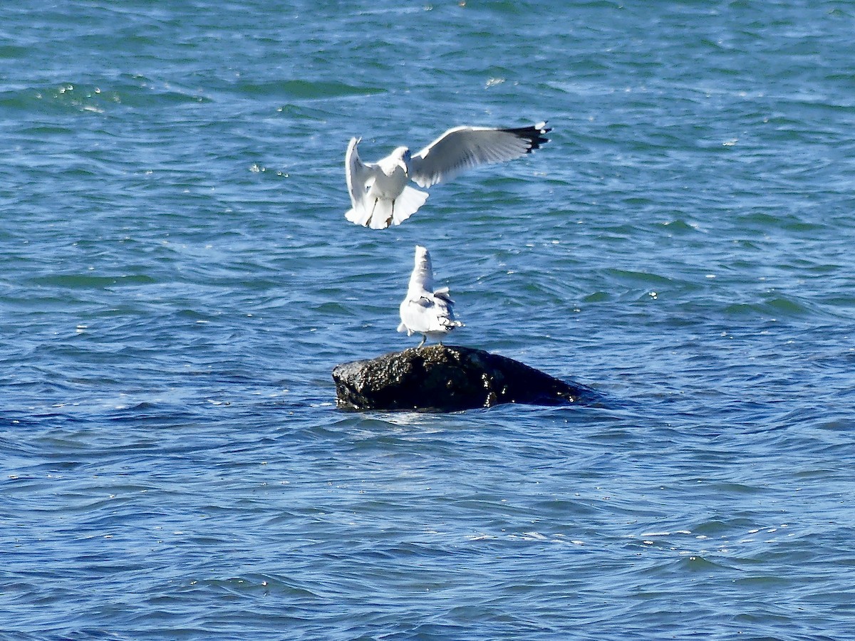 Ring-billed Gull - ML643657811