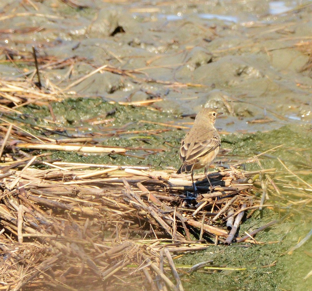 American Pipit - ML643657812
