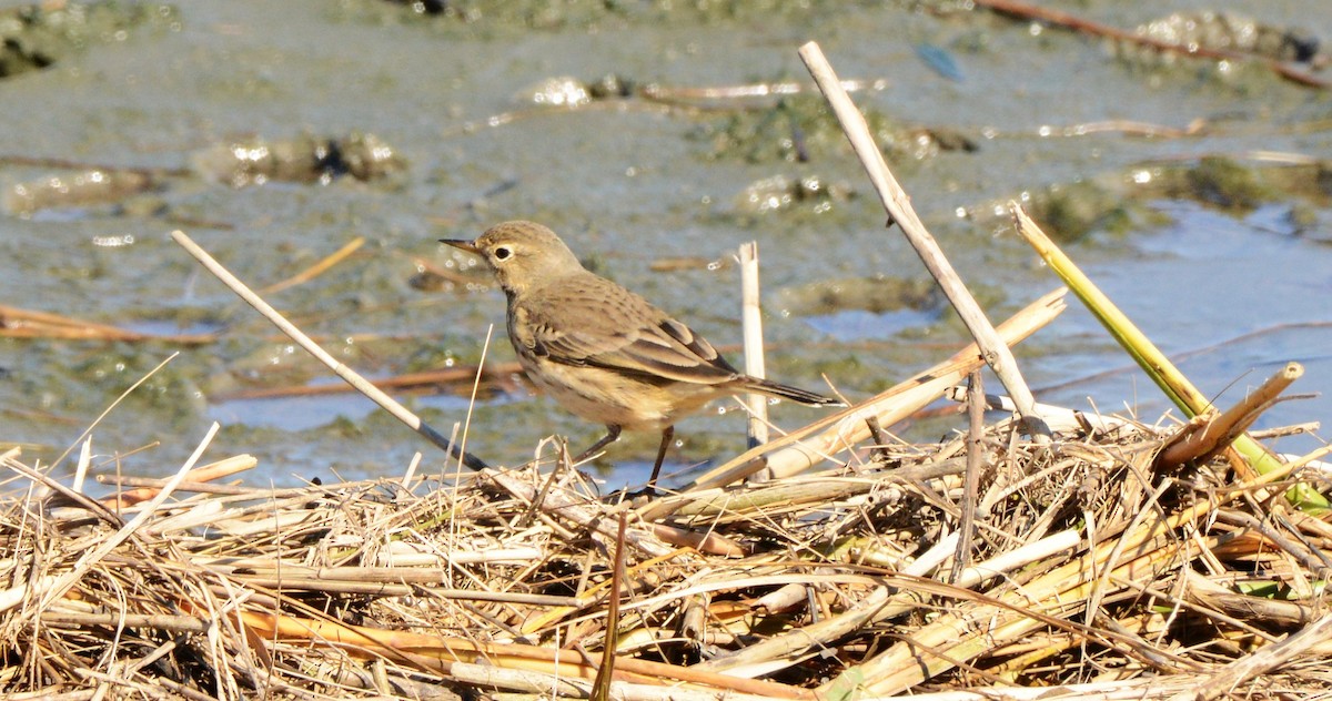 American Pipit - ML643657814