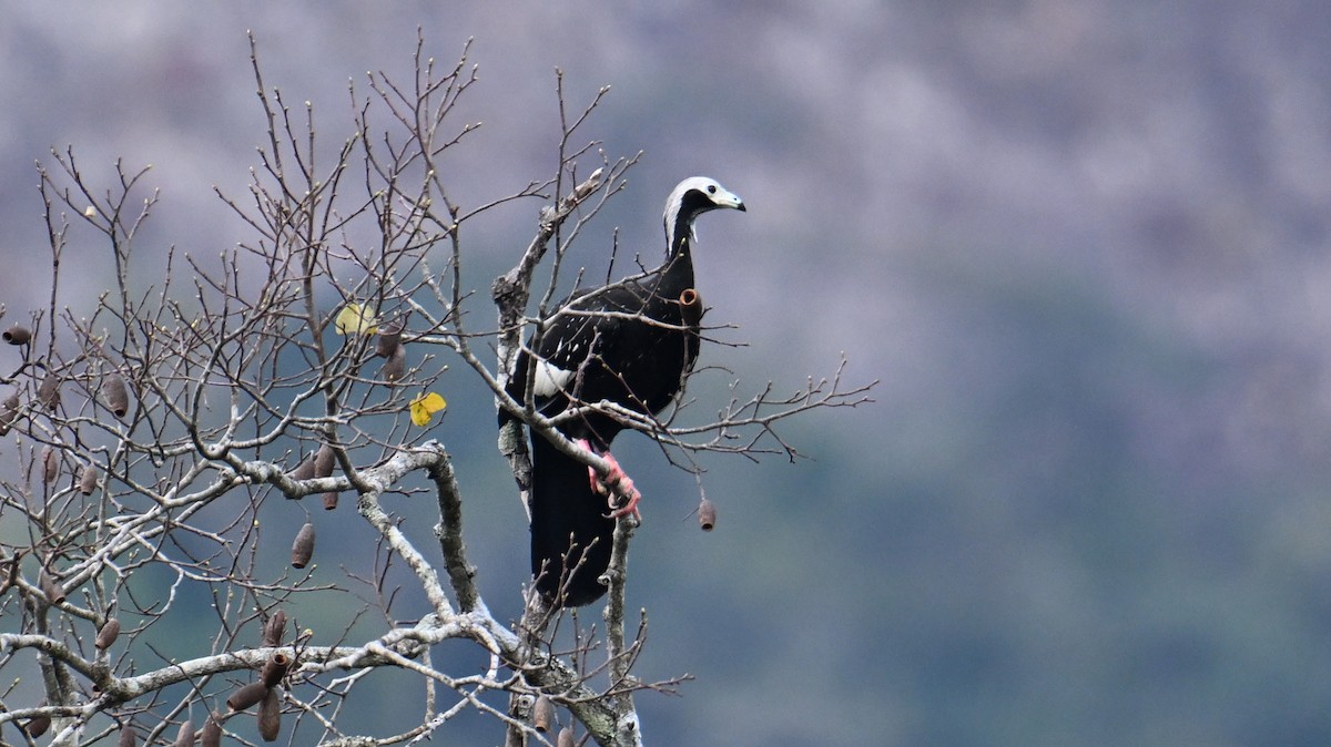 White-throated Piping-Guan - ML643657815