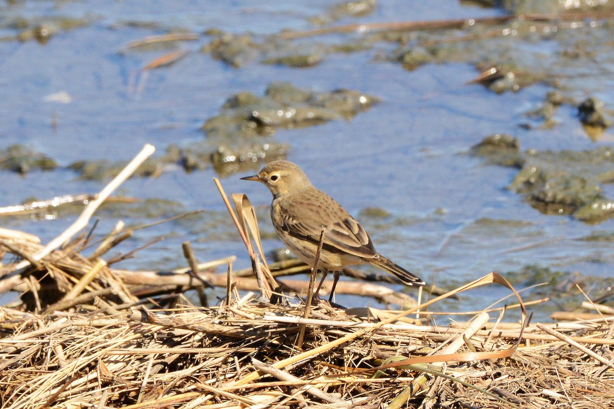 American Pipit - ML643657819