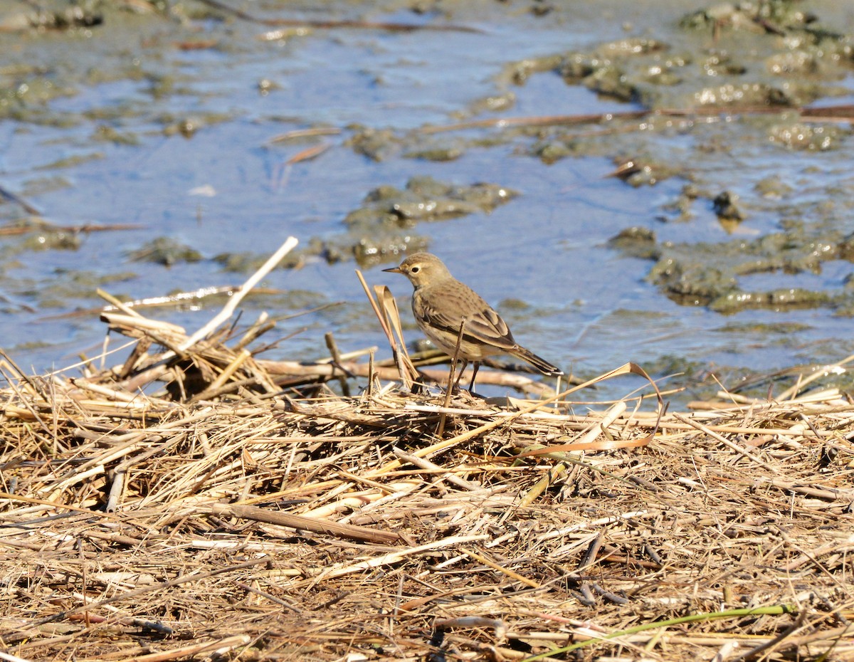 American Pipit - ML643657820