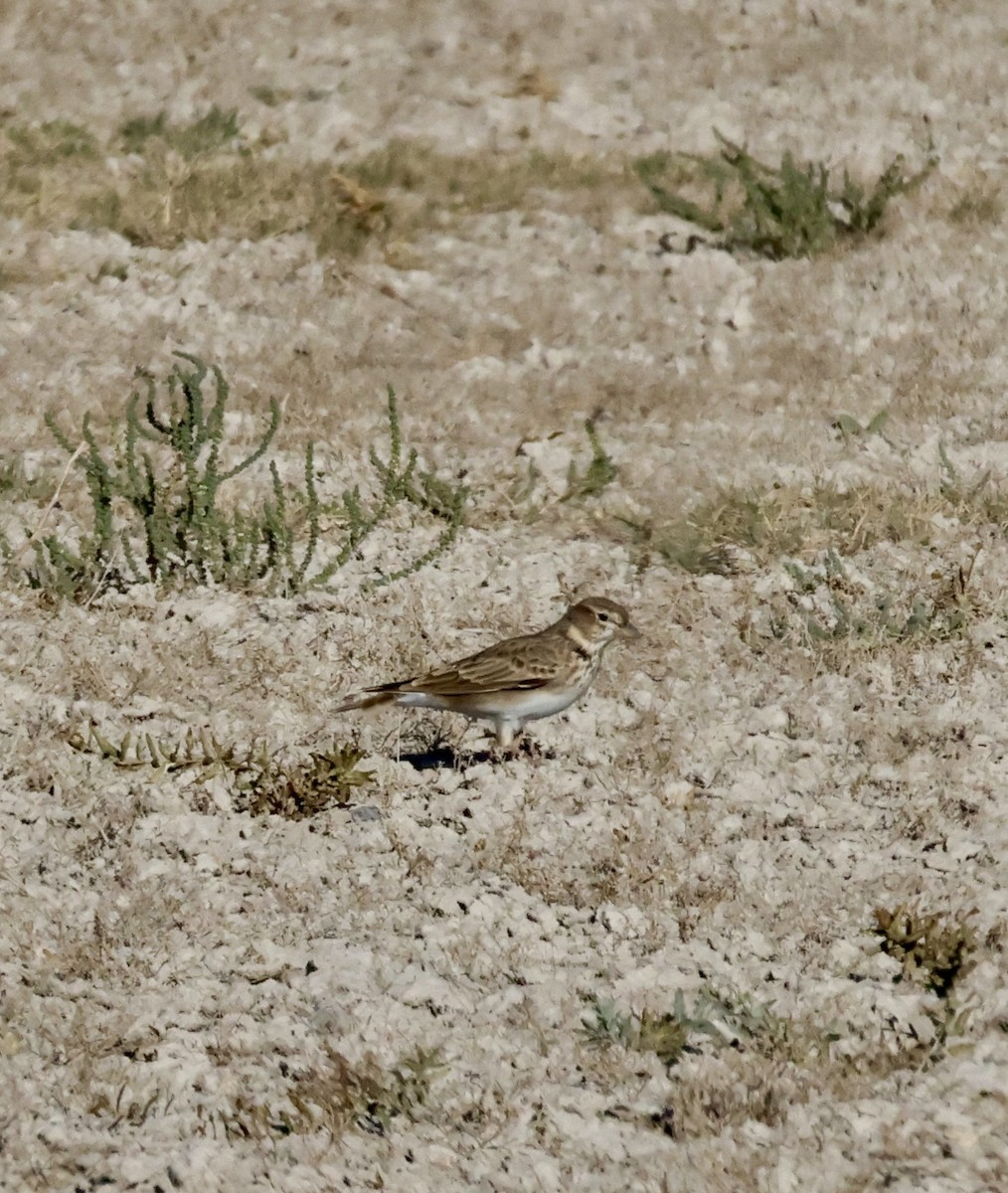 Calandra Lark - ML643657822