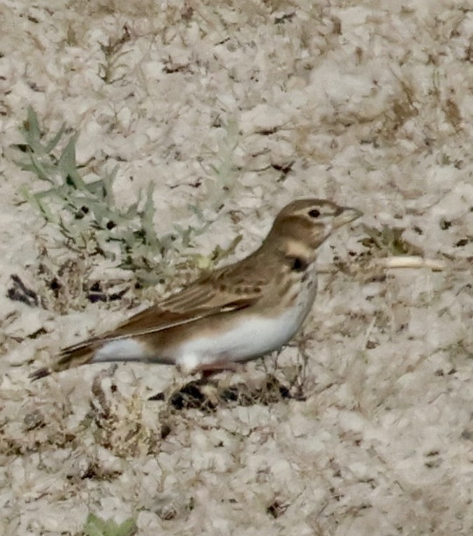 Calandra Lark - ML643657823